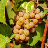 sherry wine grapes nelson olive co sherry wine vinegar