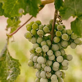 white balsamic grapes image